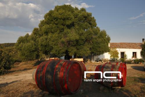 Olive trees and barrels